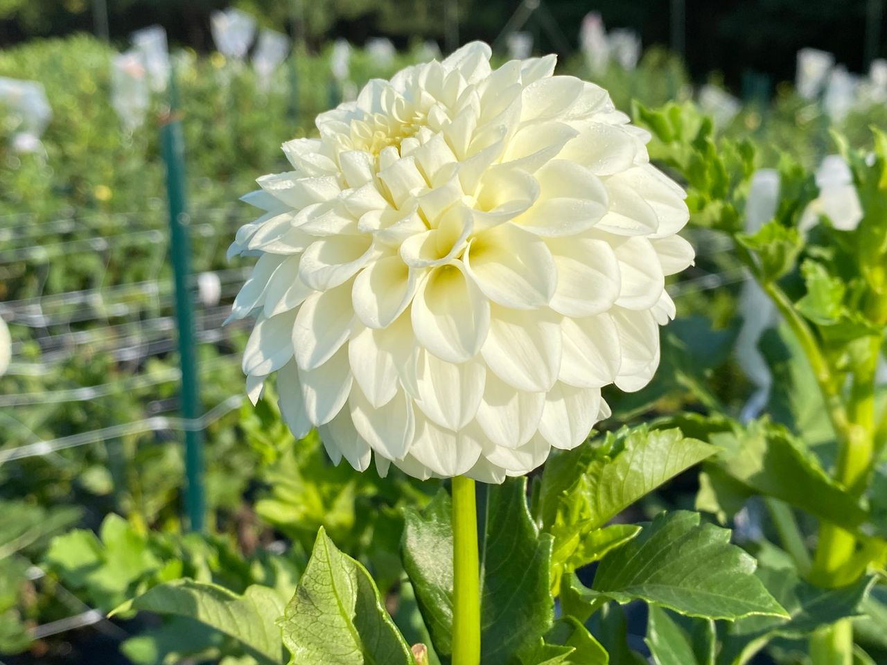 White Dahlia