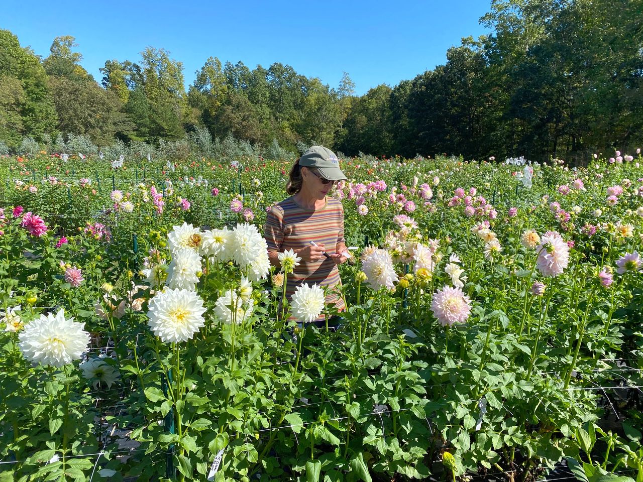 It is important to take notes of the form, plant growth, and bloom position.