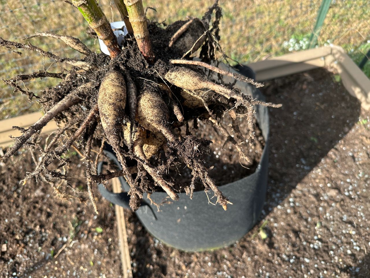 I had beautiful clumps of tubers due to using potting mix, watering often, and fertilizing every 3 weeks.