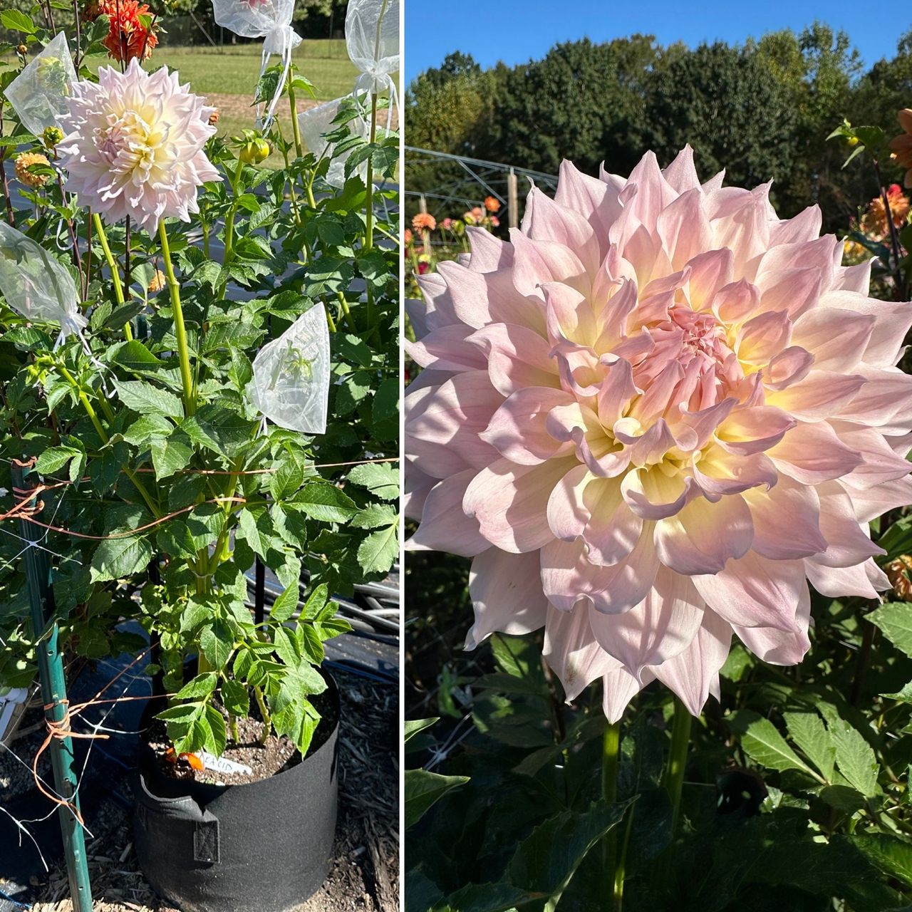 KA's Cloud did very well in a grow bag.