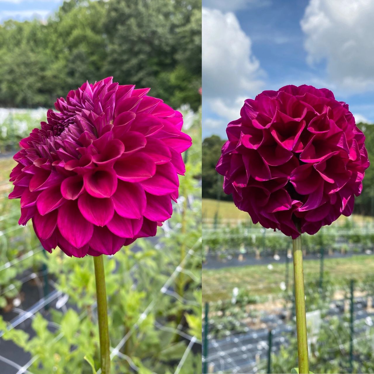 Growing Dahlias for Cut Flowers.