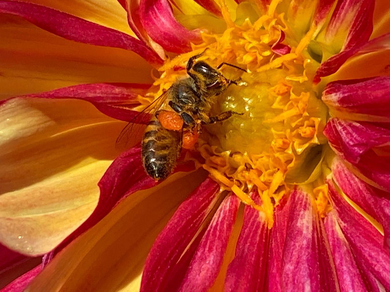A honey bee enjoying a dahlia bloom.  Look at all that pollen on her legs.