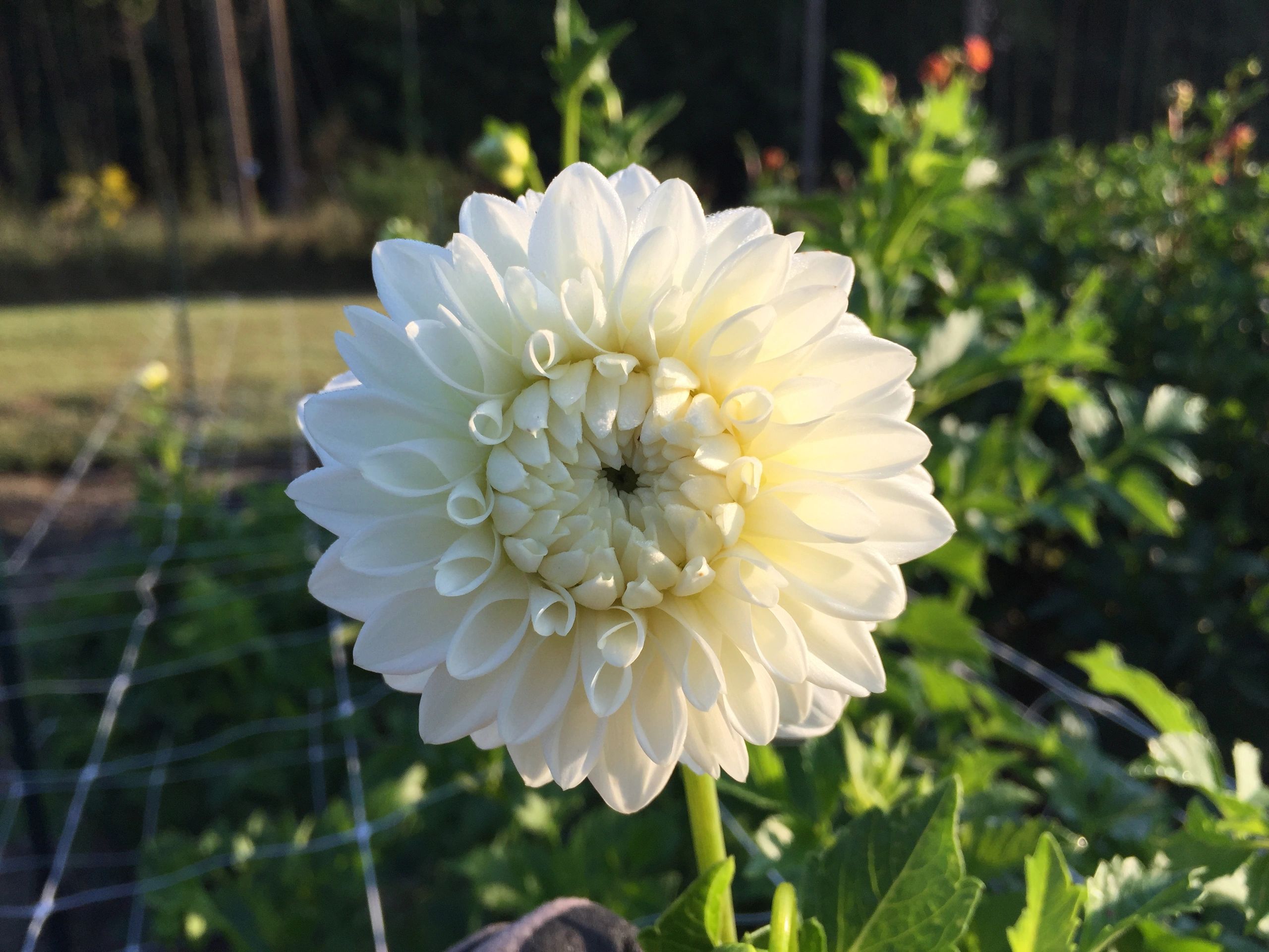 White Dahlias