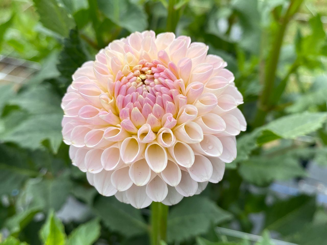 Favorite soft pink and blush dahlias.