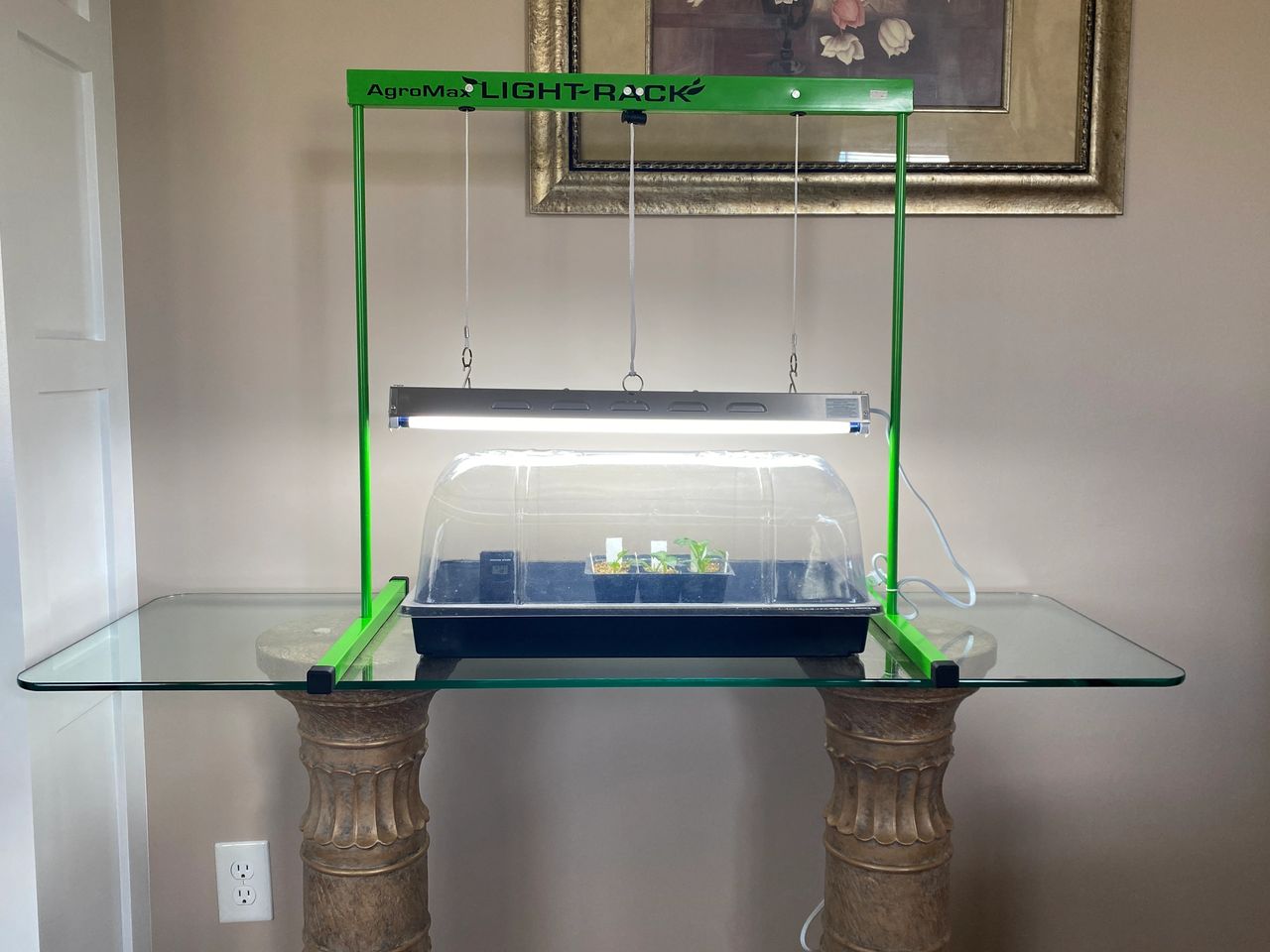 I purchased an AgroMax 2 foot light rack from HTG Supply Company.  The lights are T5 2 foot 2 fluorescent lamp fixture with 5000 lumens and 6500K full spectrum blue-white lights.