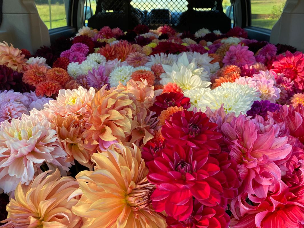 Garden Bee Flower Farm Dahlia Tubers Dahlias