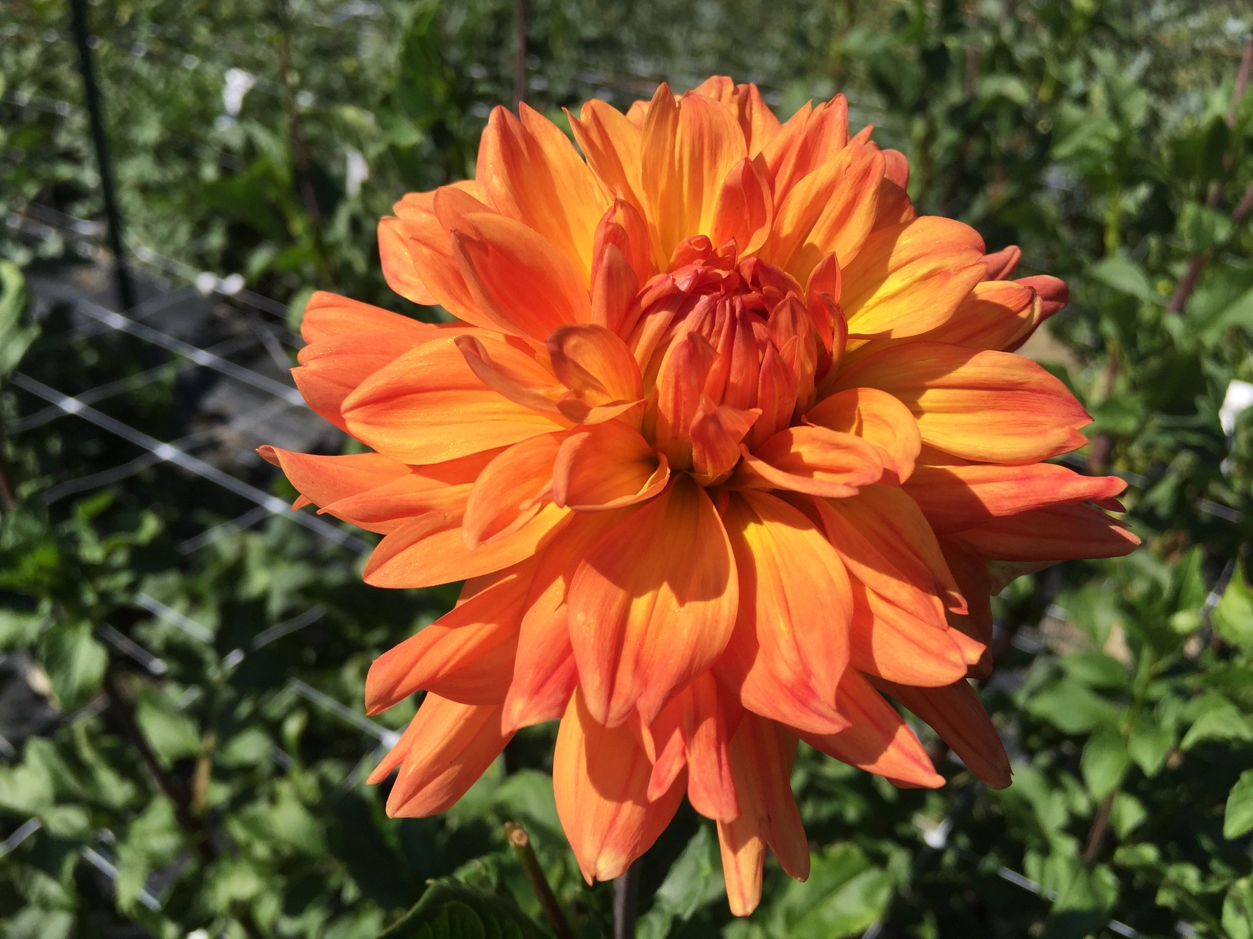 Favorite Orange Dahlias