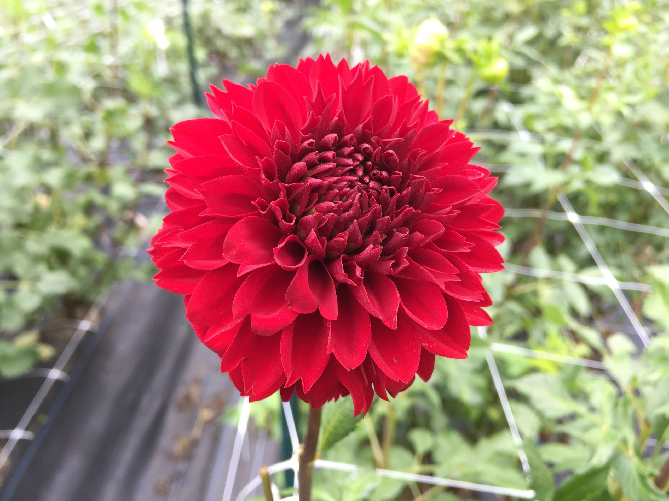 Favorite Red Dahlias
