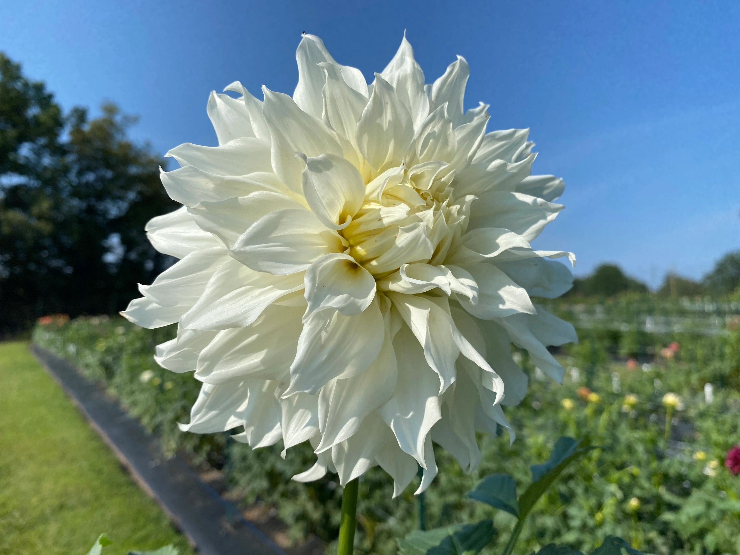 White Dahlias