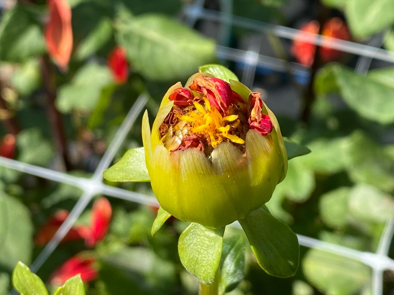 Dahlia seed heed is closing.