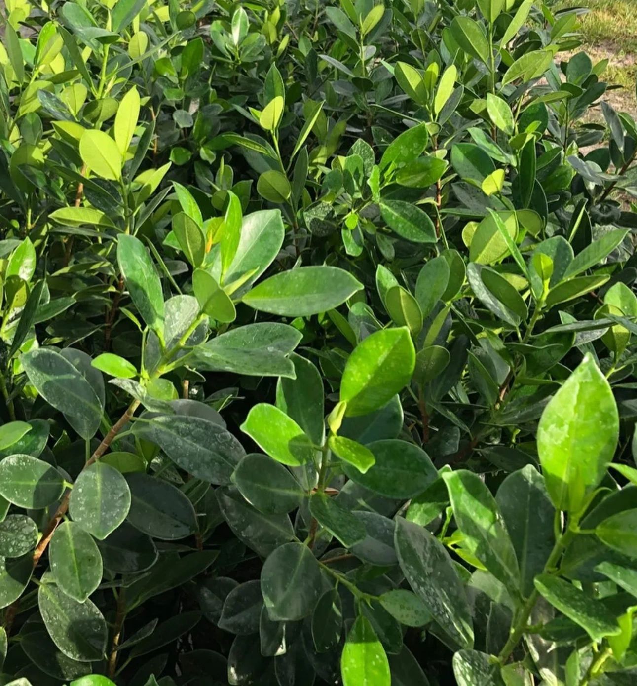 campo-verde-visit-us-plant-nursery