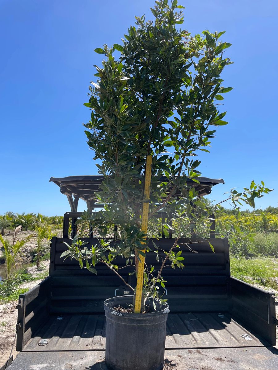7 Gallon Green Buttonwood