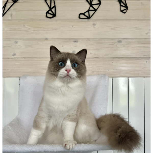 Blue bicolour Ragdoll male cat