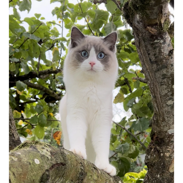Blue bicolour Ragdoll male kitten