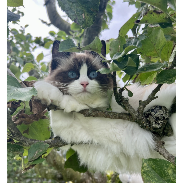 Seal bicolour Ragdoll cat