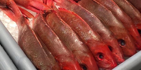 Snapper, Fresh Giant Perch, Catfish