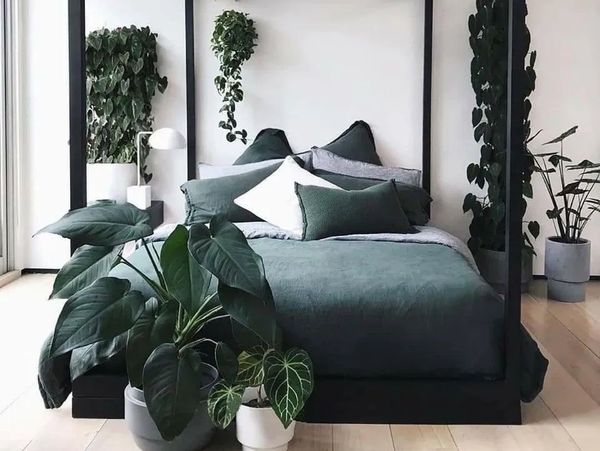 Luxury master bedroom with plants