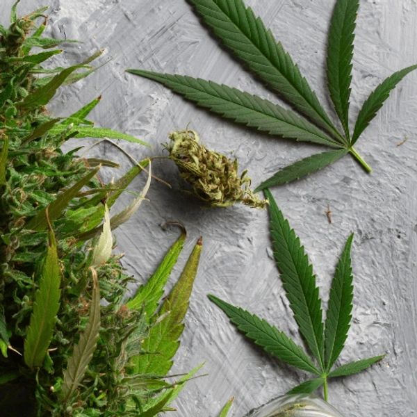 Marijuana & hemp leaves.