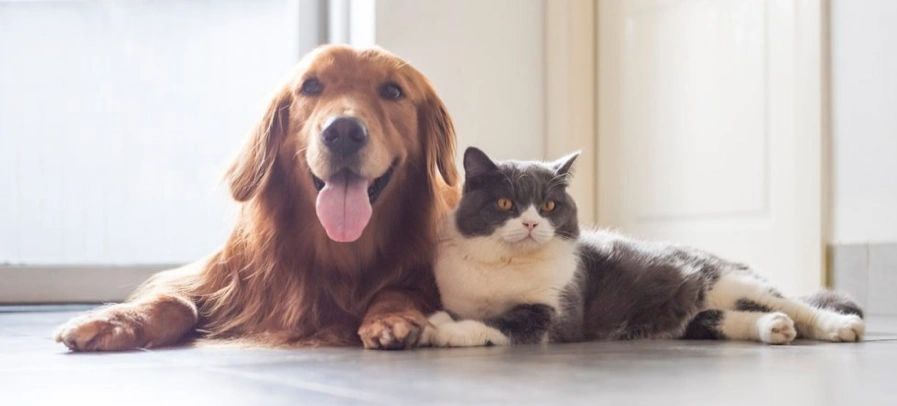 Dog & cat sitting side by side.