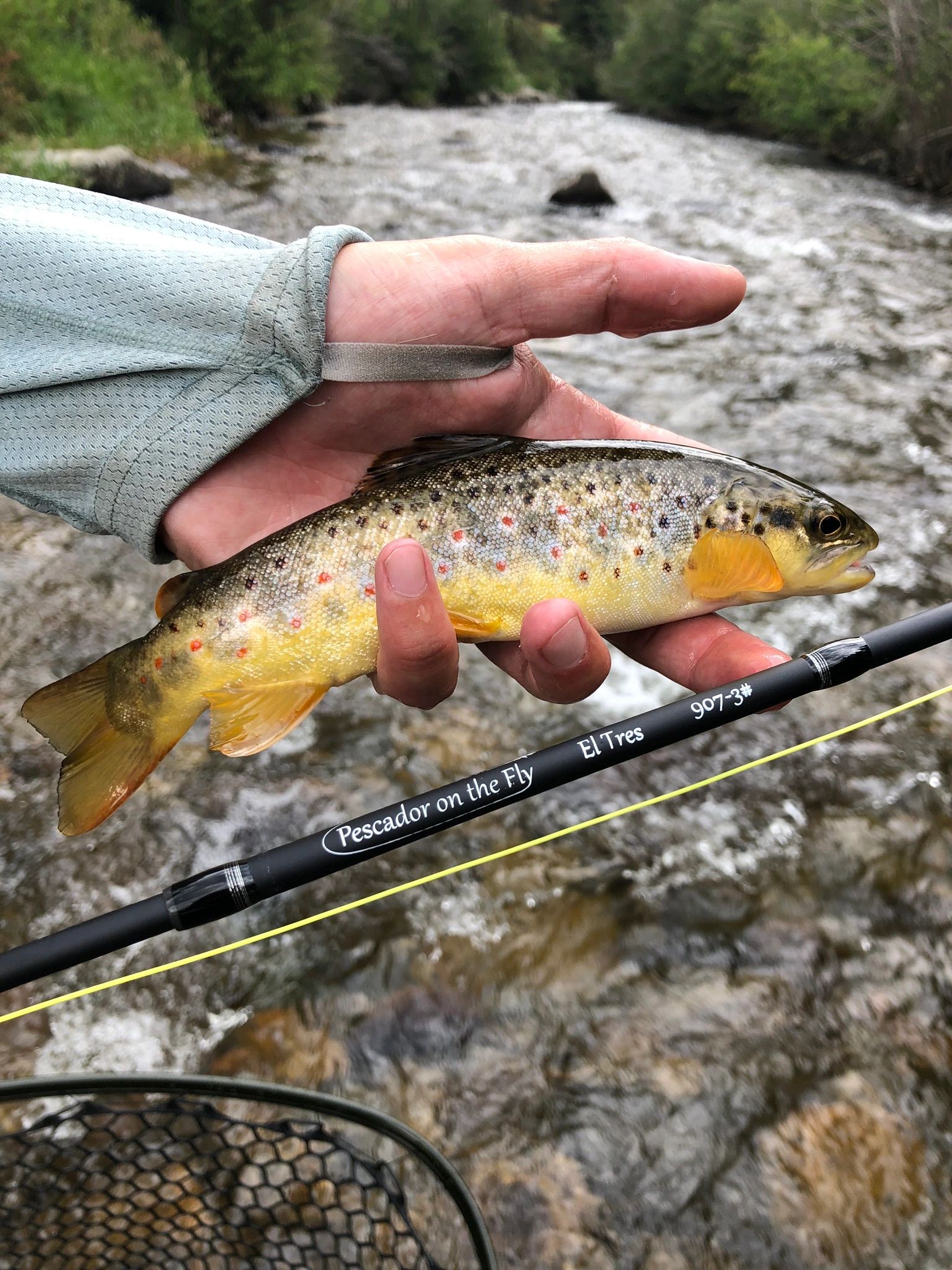 Denver Business Trip Bonus Fly Fishing Adventure