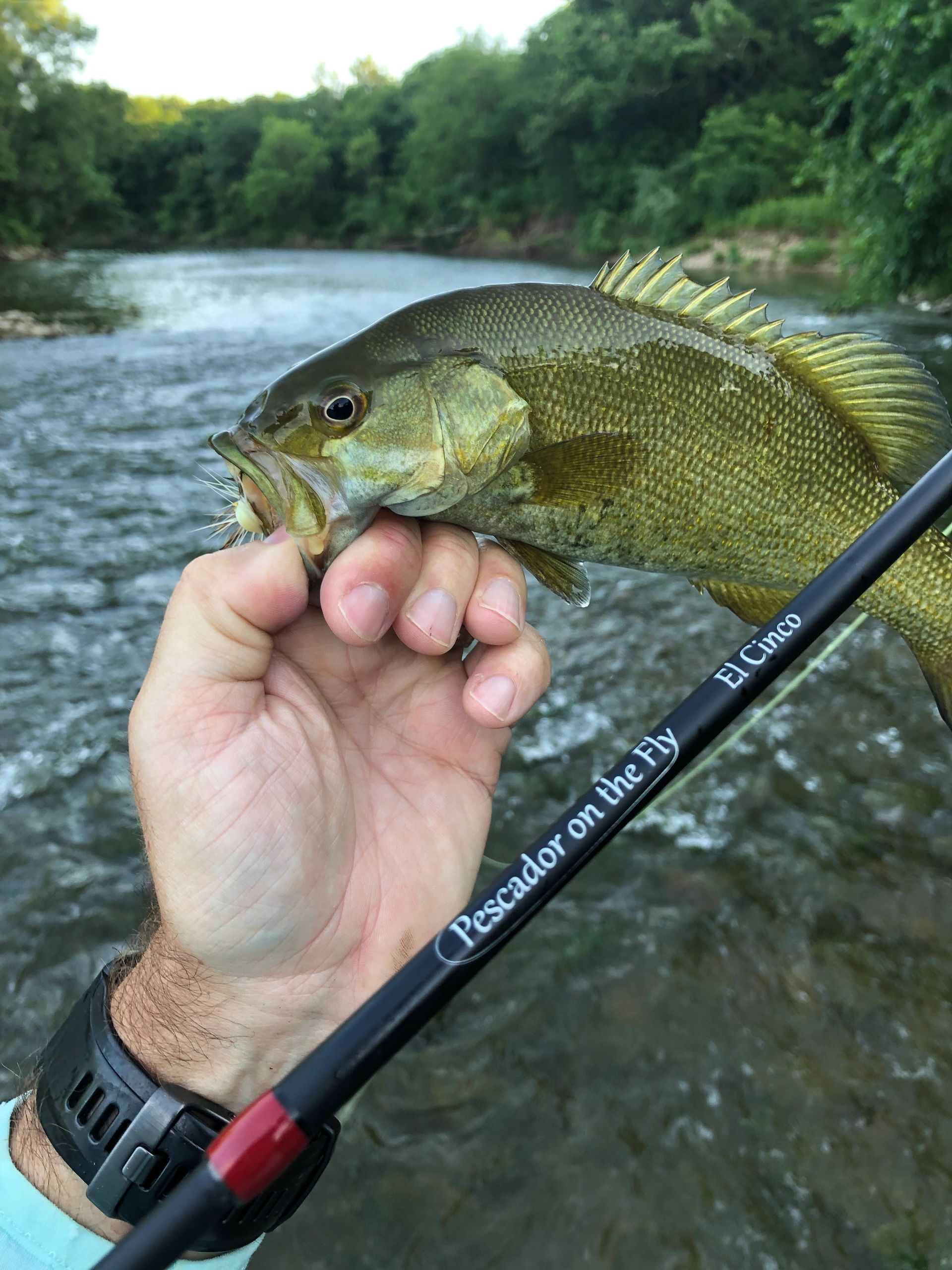 Fly Fishing for Smallmouth Bass in Small Streams – Dark Skies Fly Fishing