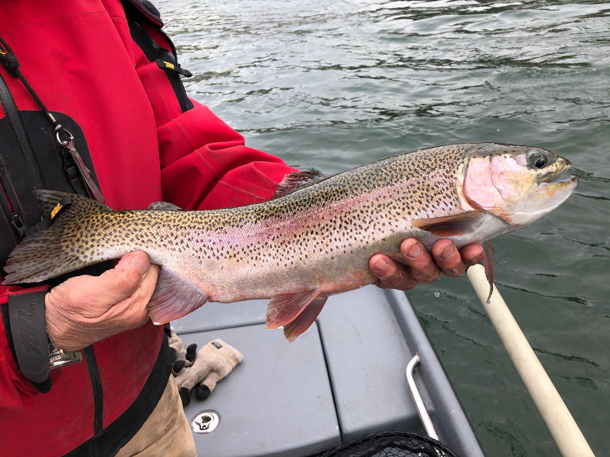 White River Arkansas Fly Fishing with Gaston's Resort