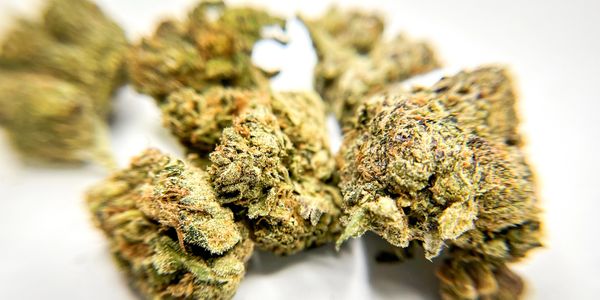 Close-up of cannabis buds.