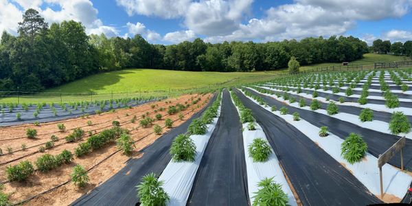 Luter Brook Farm hemp field. Small family farm in North Corolina.