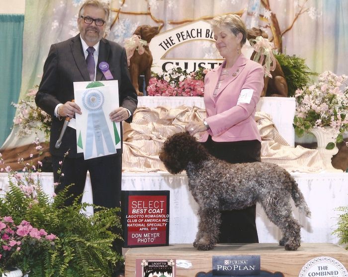 Lagotto Romagnolo Show Dogs