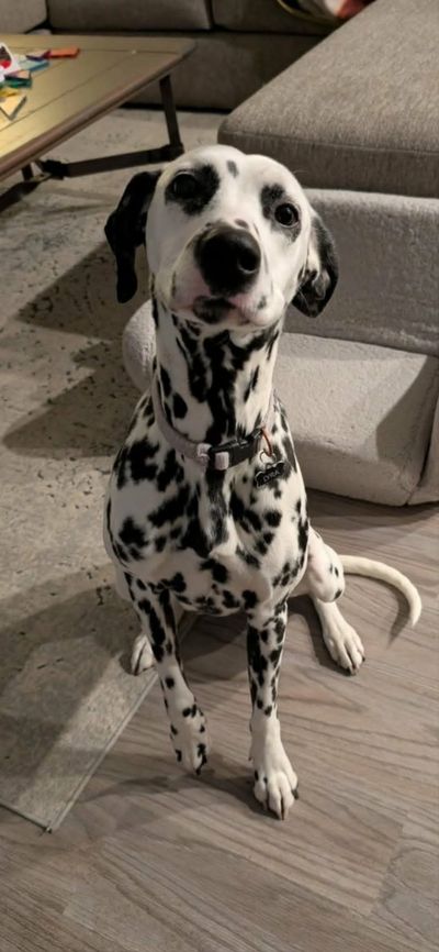 Lyra
