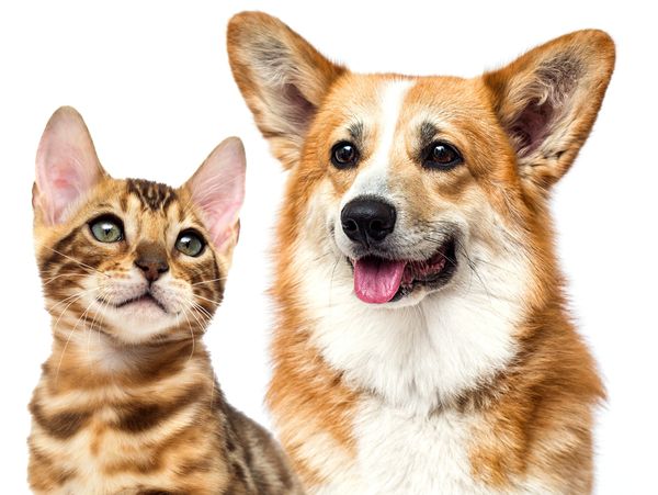 a happy healthy cat and dog