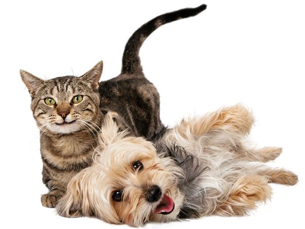 playful kitty and Yorkie dog