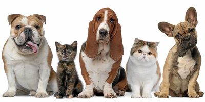line up of dogs and cats