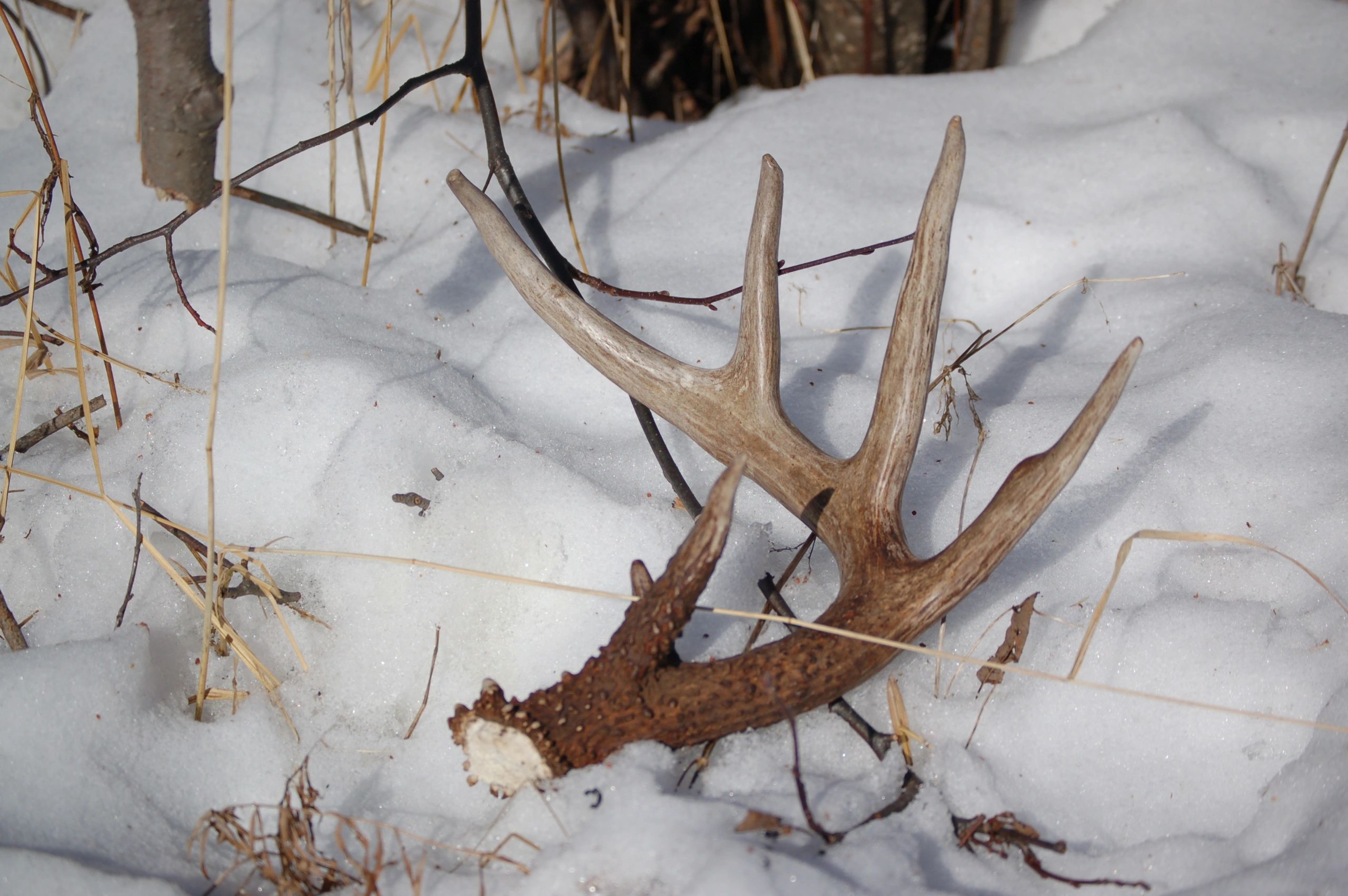 go-shed-hunting-shed-hunting-deer-shed-hunting-tips-shed-hunting