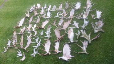 antler shed hunting, shed hunt, what is shed hunting, shed hunting, finding moose sheds