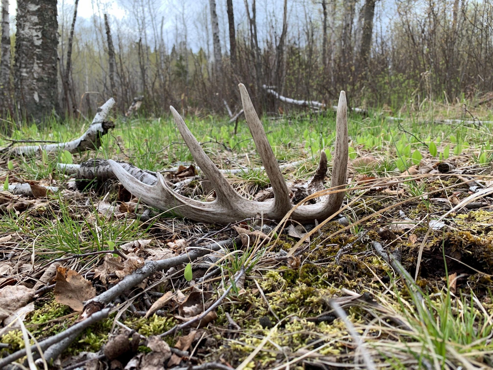 5 Facts About White-Tailed Deer Antlers