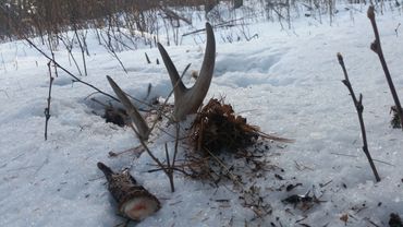 deer shed hunting, shed hunting, antler shed hunting, what is shed hunting, whitetail sheds, goshed