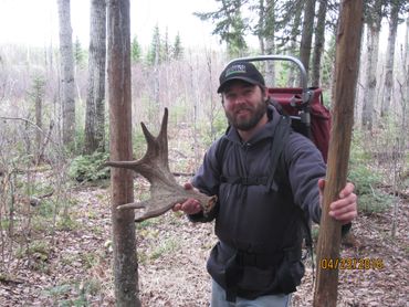 moose antlers, antler shed hunting, shed hunt, what is shed hunting, shead or shed, shed hunting