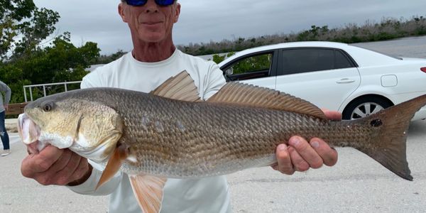 A man holding a large fish outdoors near a white car.
