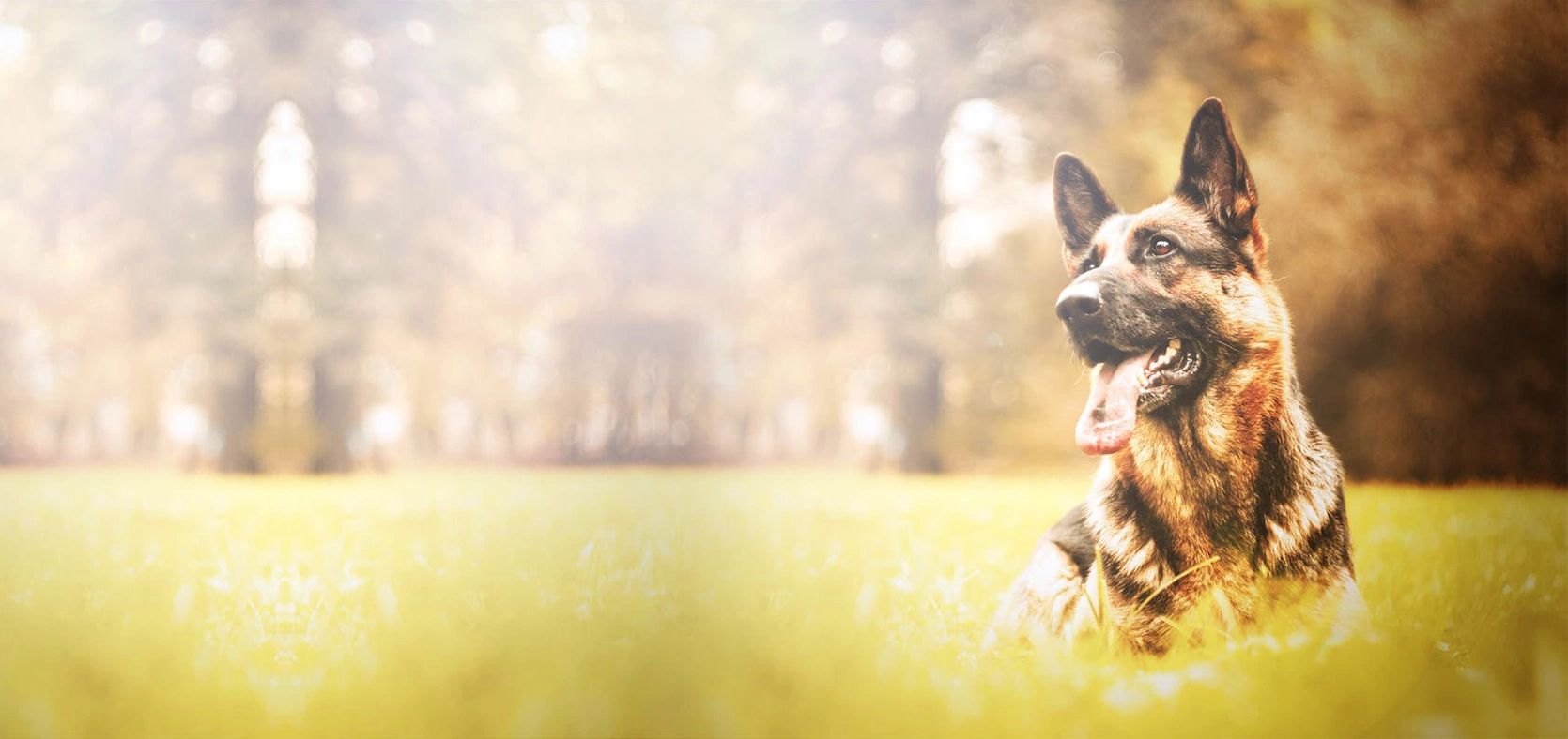 k9 boarding and training