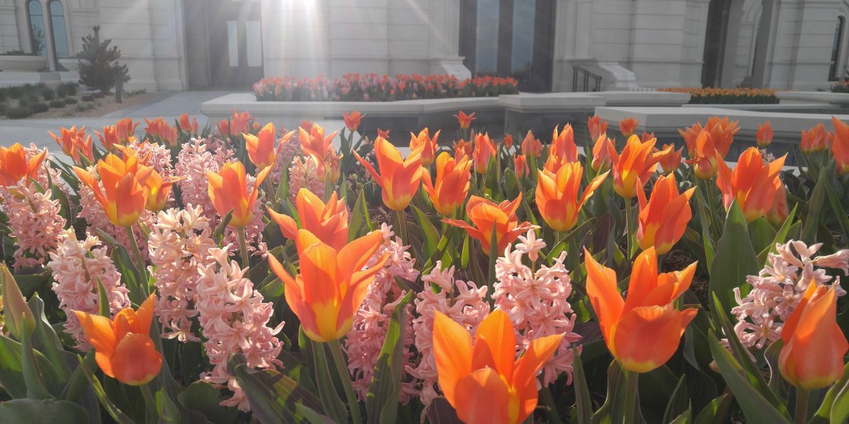 Bright orange tulips and pink flowers bloom in sunlight outside a grand building.