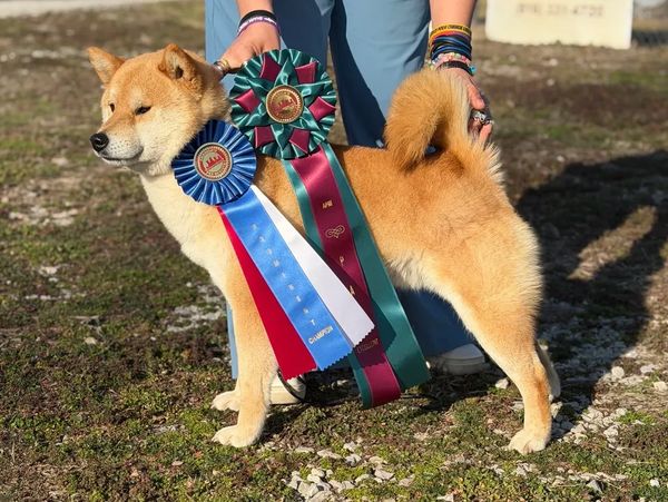 Shiba Inu proudly displaying multiple award ribbons.