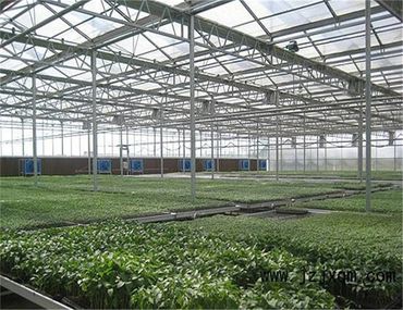 polycarbonate commercial grow greenhouse with a lush array of plants