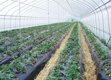 hoop house, also known as a high tunnel greenhouse