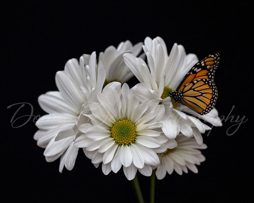 Fine art photography image of right white daisies visited by a monarch butterfly. 