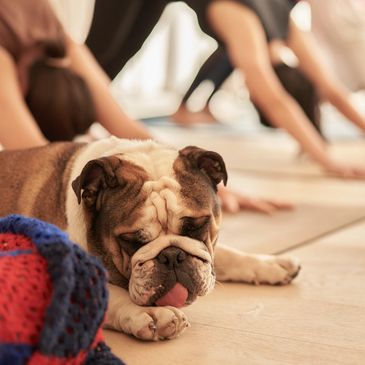 Sound Healing Canberra Flow Yoga Ayurveda Cooking Holistic Hatha Yoga Mandala Studio Yoga Lyneham 