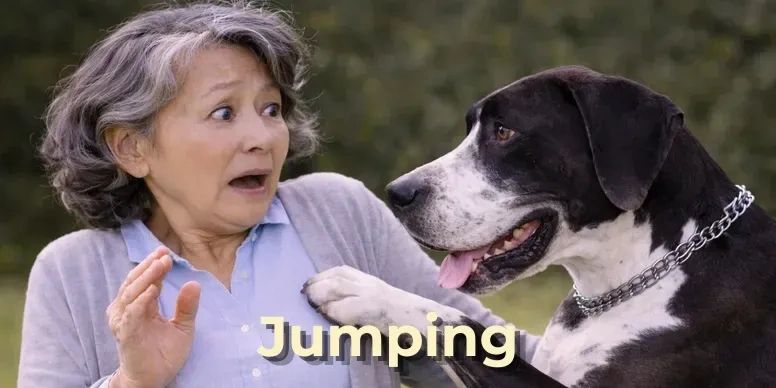 Dog struggling with jumping, biting, nipping, and overexcited behavior around people