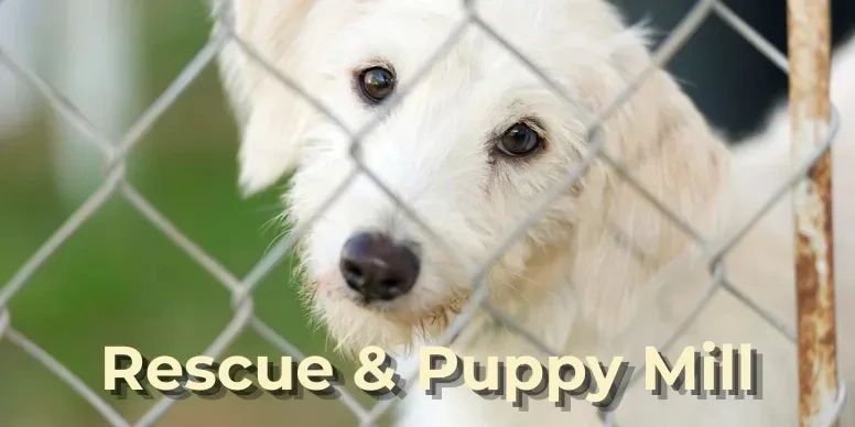 Rescue dog showing fear, emotional overwhelm, and survival behaviors after trauma