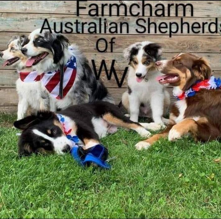 FarmCharm Australian Shepherds of WV - Australian Shepherds, Puppies ...