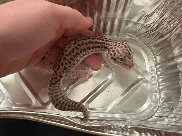 Hand holding a spotted gecko in a metallic container.